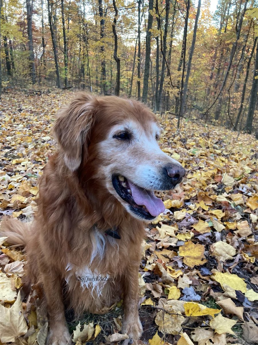 JudyK8e2sox's tweet image. #WeekendSmiles 
*Enjoying Autumn edition*
Cronchee leafs🍂🍁and cooler temperatures 🥰
I show momma and dad that I’m still close, by sending little puffs of wind to swirl da leafs where I used to play🥰😘
~Kate🌈🧡💛
#dogsoftwitter #GRC #goldenretriever