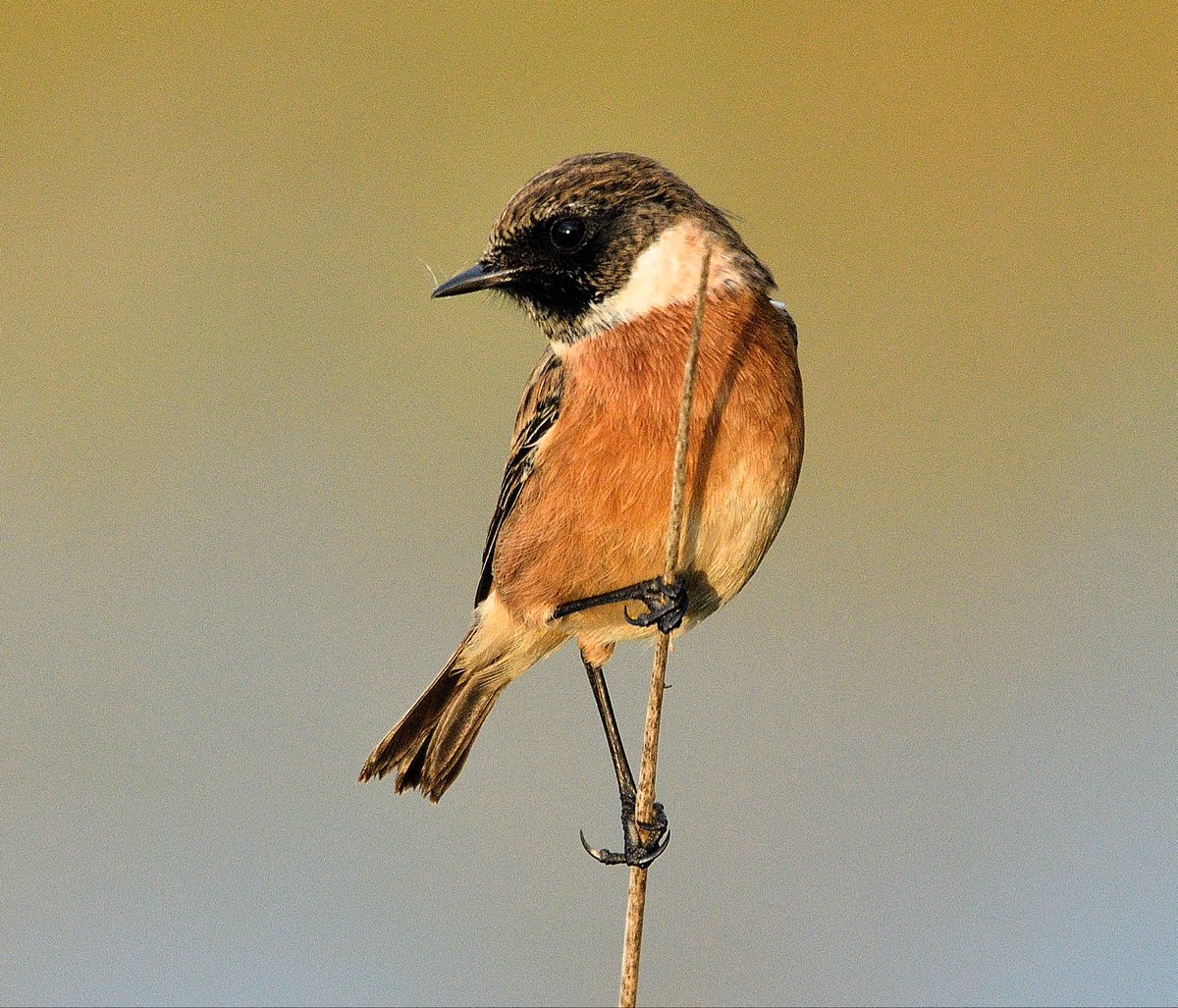 Bitxac a la reserva de Sebes a Flix