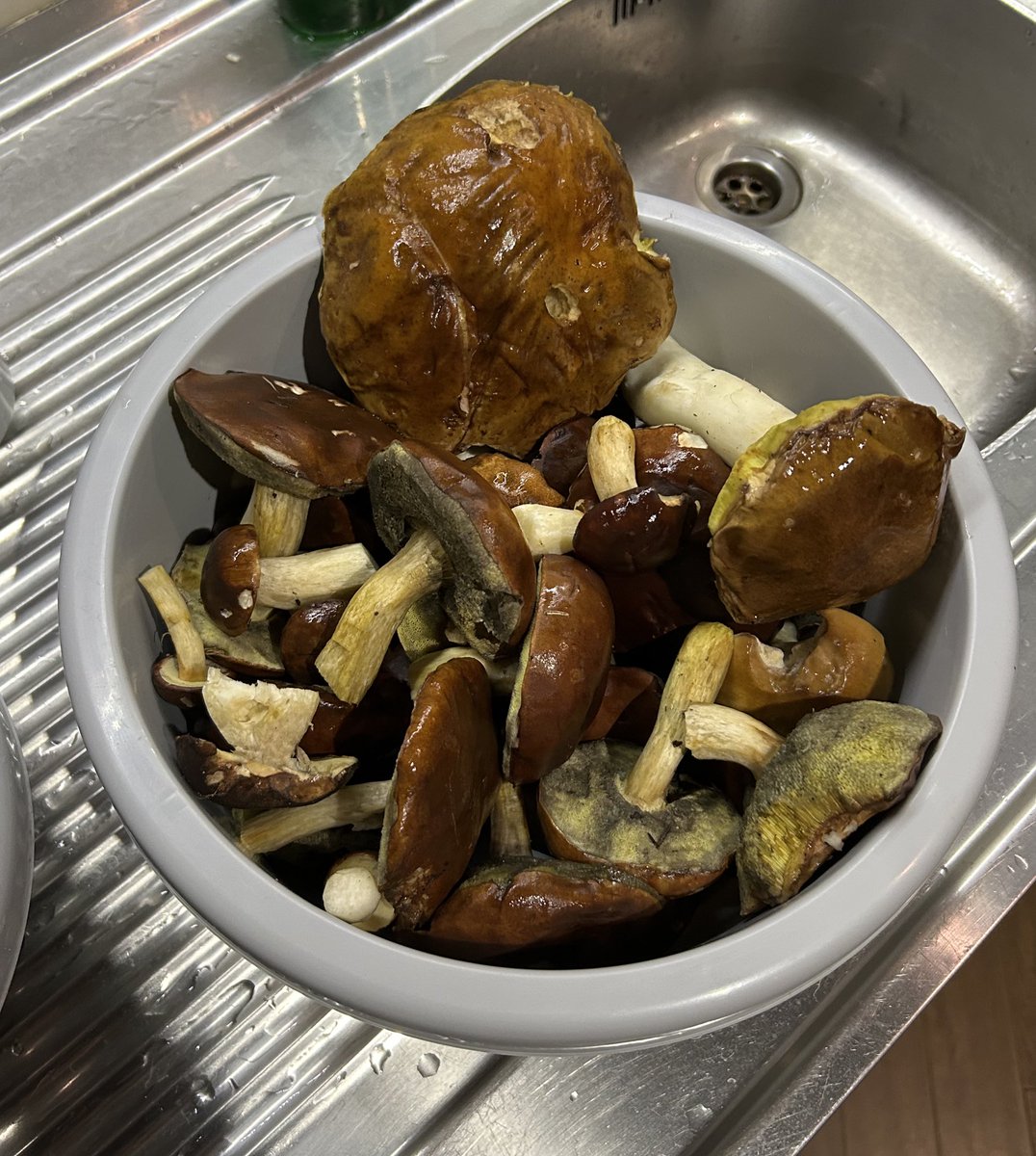 Typowa Polska kolacja kradzione darmowe grzyby z lasu