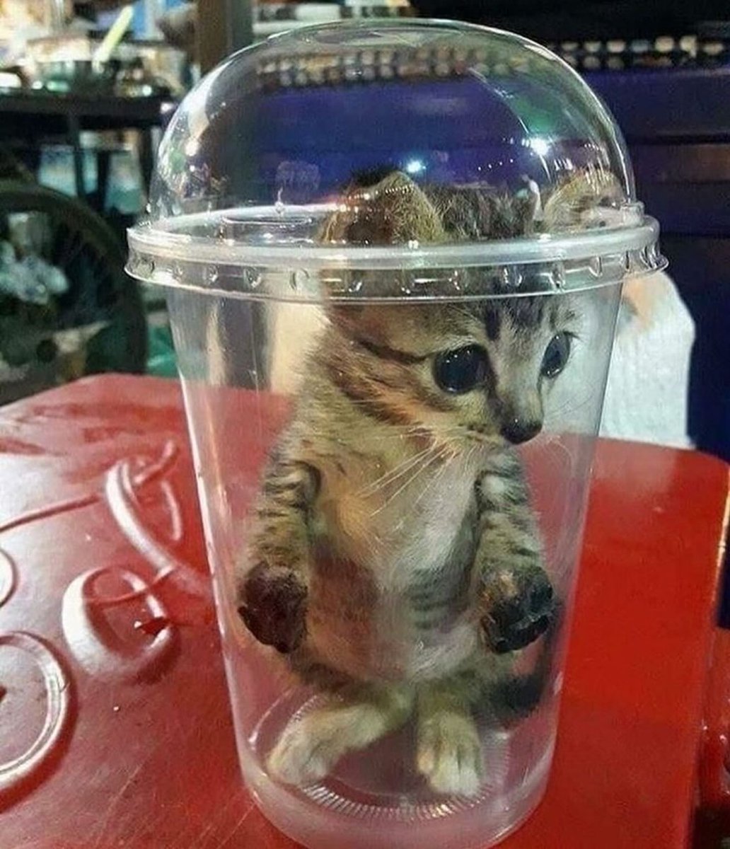 AuraWithCat's tweet image. 