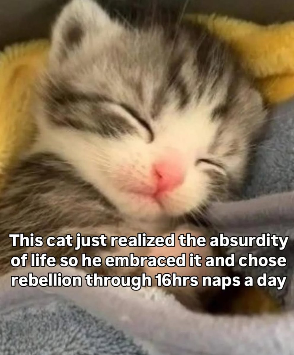 smol silly cat (@catsillyness) on Twitter photo 