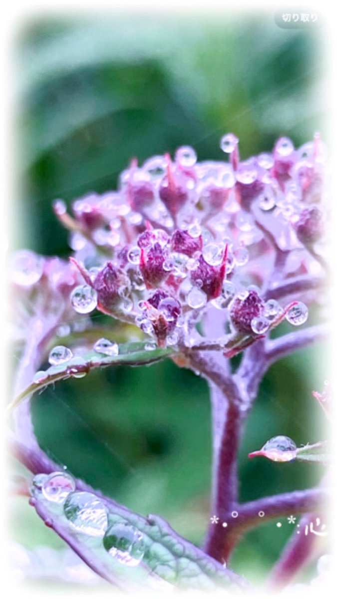 MARIA LUISA 🌺💐🌸 (@marialuisamar5) on Twitter photo 