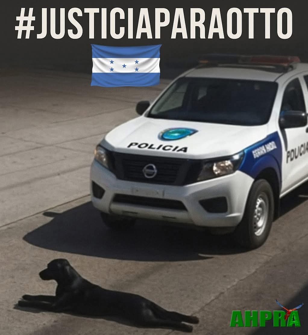 CesiaMejiaHN's tweet photo. ➪La Asociación Hondureña Protectora de los Animales (AHPRA) exige justicia para “Otto”, el perrito que fue atropellado por una patrulla policial y luego murió en una calle de San Buenaventura, Francisco Morazán. Dicha organización pide que el Ministerio Público investiga con urgencia este caso y actúe conforme a derecho.