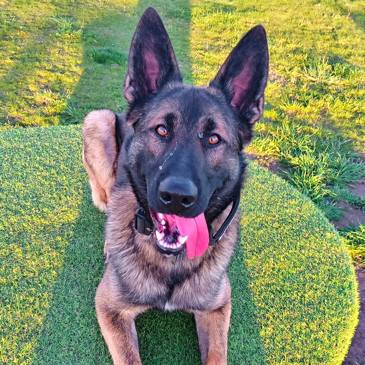 WMP Dog Unit tweet media