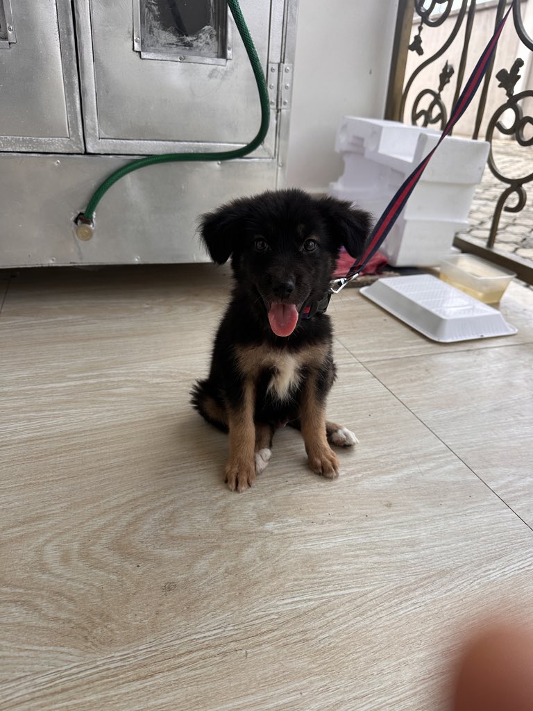 Hello guys 🫡 Geko needs a new home. He nor gree chop watin I de chop 🤣