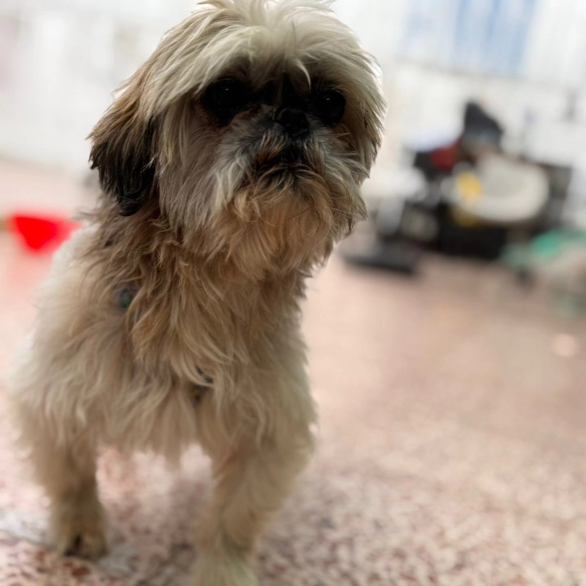 #Madrid
#DEXTER tiene 10 años. Ha sido explotado toda la vida en un criadero y ahora que se ha hecho viejo y ya no les sirve... busca, merece y necesita una casita donde le quieran y le den muchos mimos.

Es apto con perros, perras y gatos.

Puede viajar, siempre y cuando se
