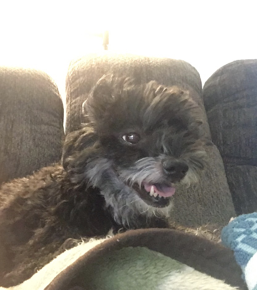 HJamesWrites's tweet photo. I'll be on after I give Leo an allergy bath. β€οΈ
#writingbuddy #dogs https://t.co/KU3A5wiEek
