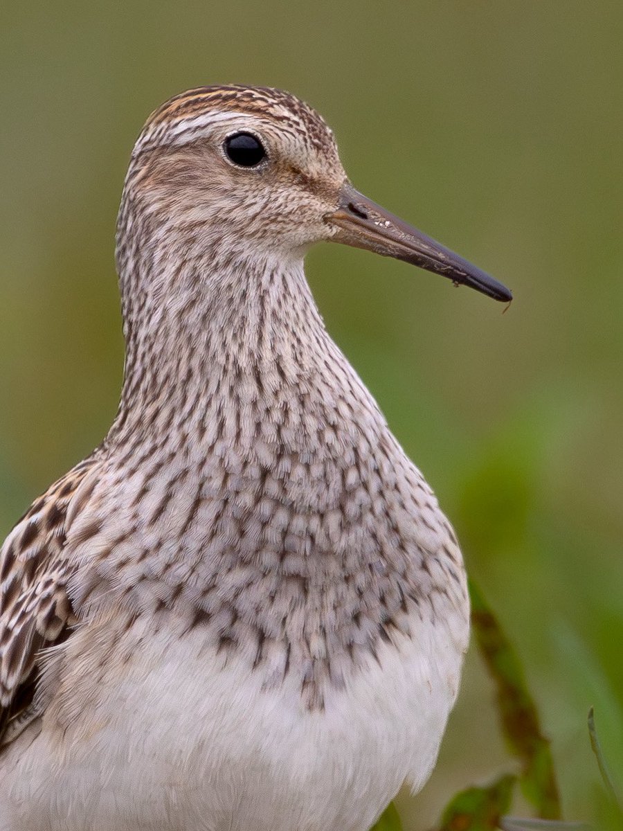 Sam Goddard tweet media