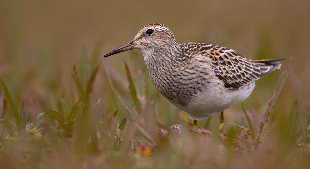 Sam Goddard tweet media