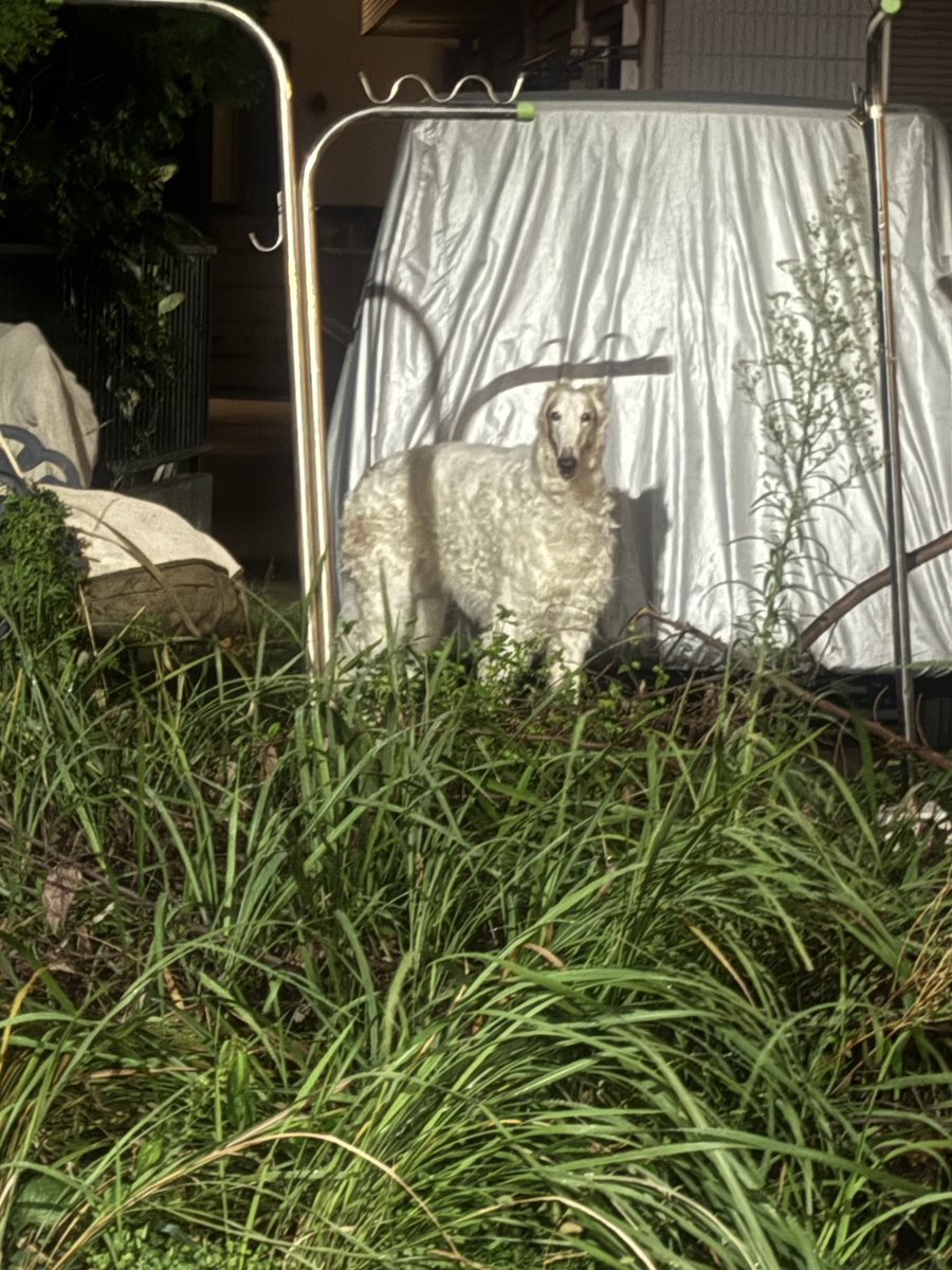 帰り道になんか歩いてるって思ったら犬だったんだけどどういうこと？