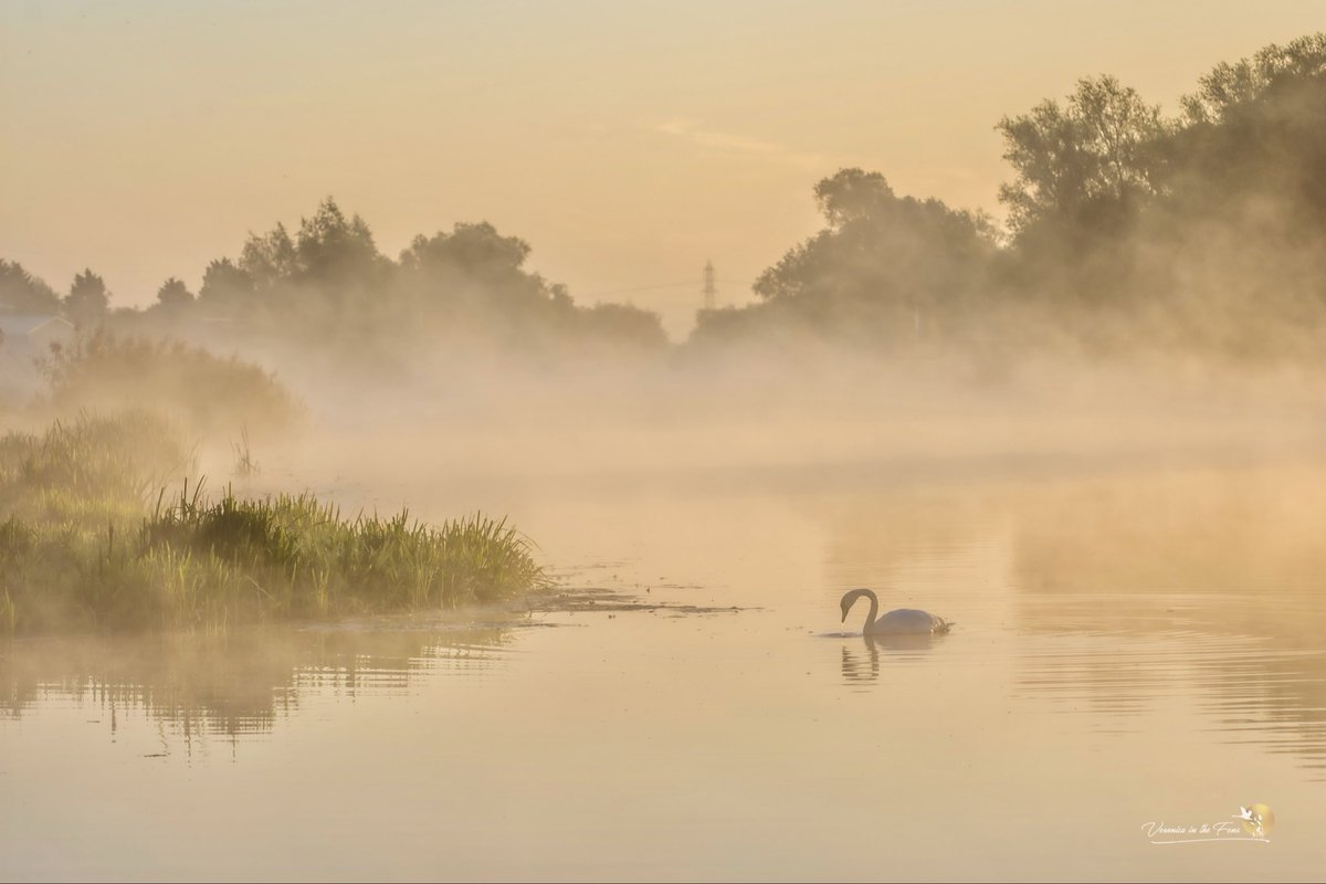 VeronicaJoPo's tweet image. October can have some really stunning mornings.
These are from the river Great Ouse in Ely, on this day 3 years ago 😍🍂💫
Ely, Cambridgeshire 
#rowing #misty #mistyriver #morning #autumn #swan #October
