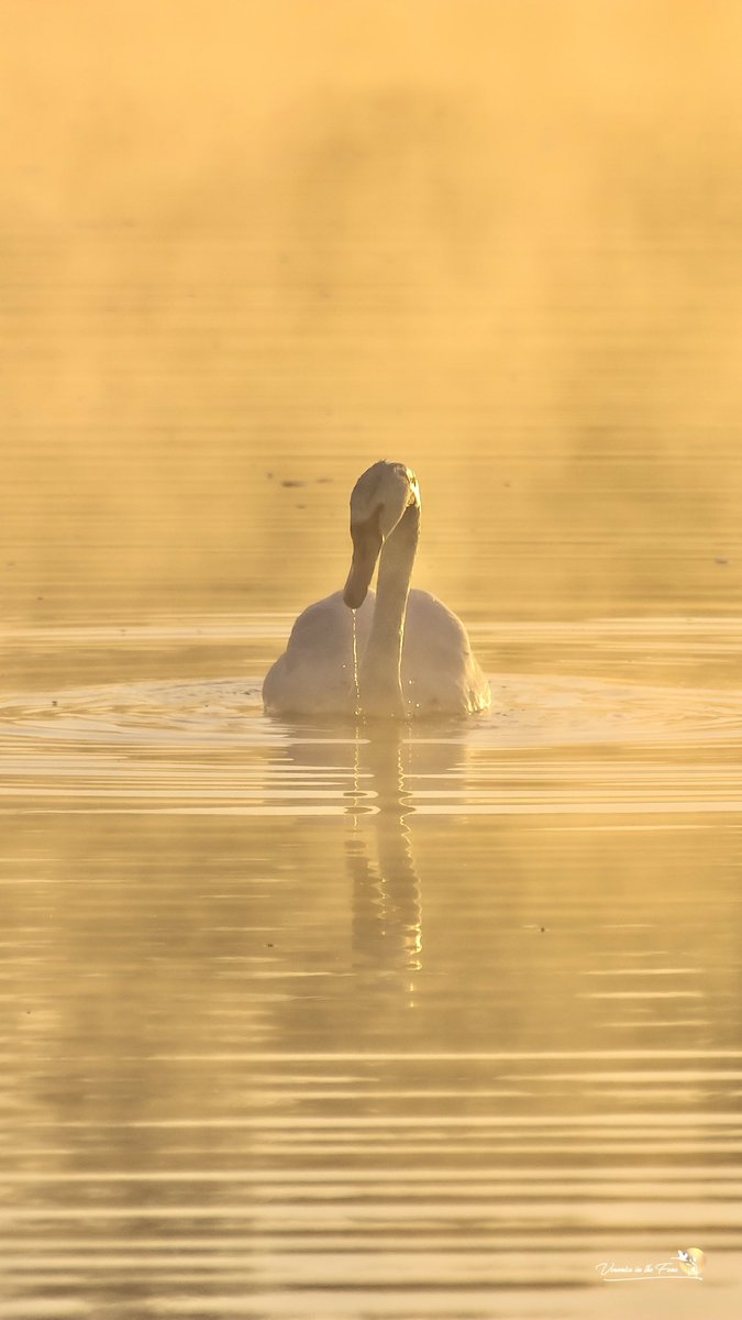 VeronicaJoPo's tweet image. October can have some really stunning mornings.
These are from the river Great Ouse in Ely, on this day 3 years ago 😍🍂💫
Ely, Cambridgeshire 
#rowing #misty #mistyriver #morning #autumn #swan #October