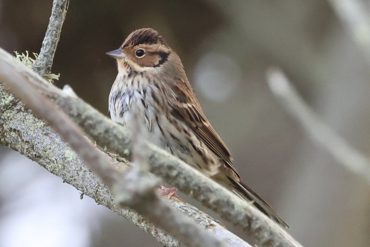 Hard going today on Shetland. Bashed many irisbeds and burns to no avail. Thought the reduced winds might have improved things but nope. Did get this Little Bunting though