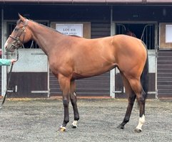 Goffs UK tweet media