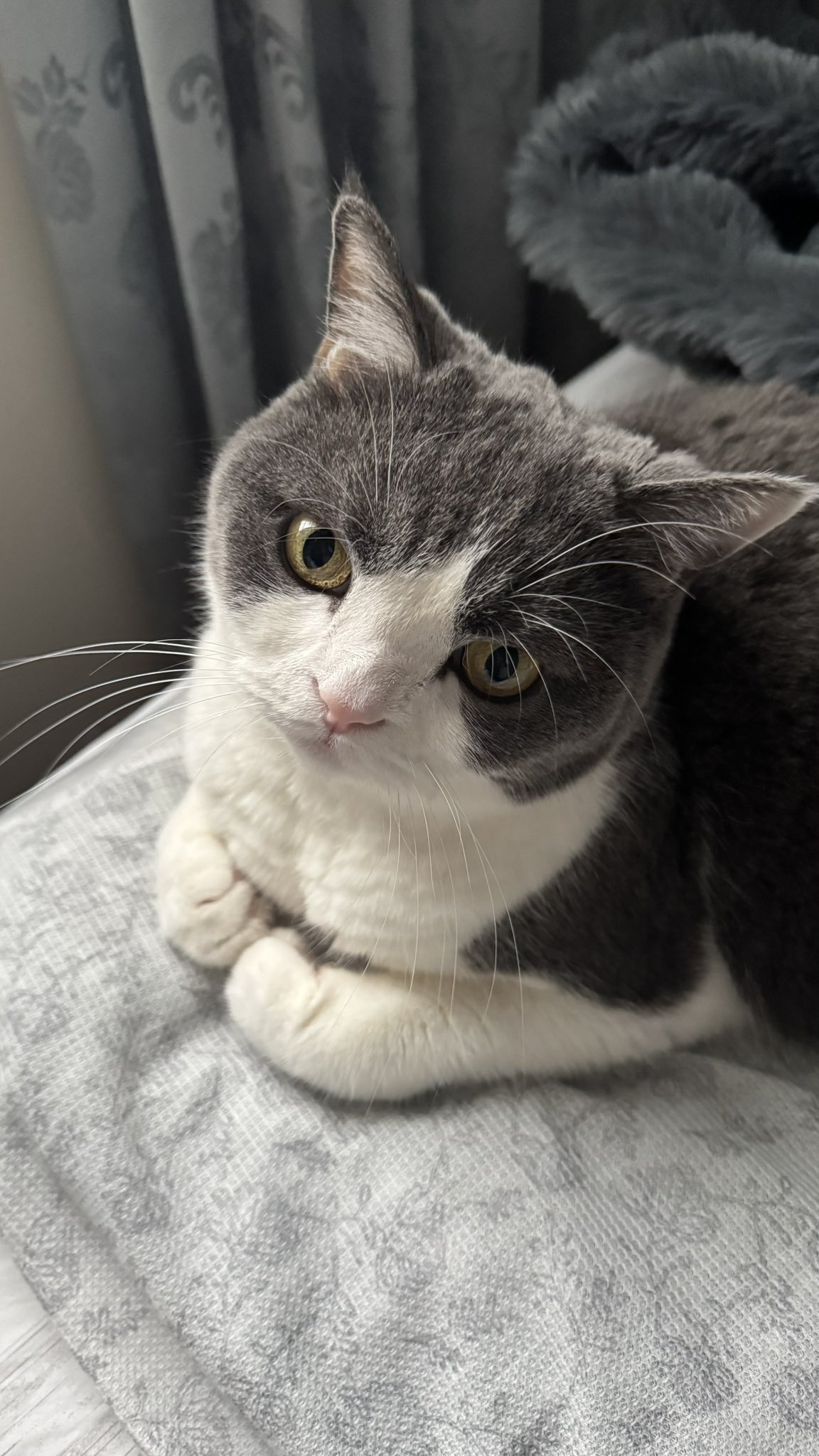 【おもちちゃん】 EDISONmama くちどけおこめぼー プレーン【3個セット】からだに