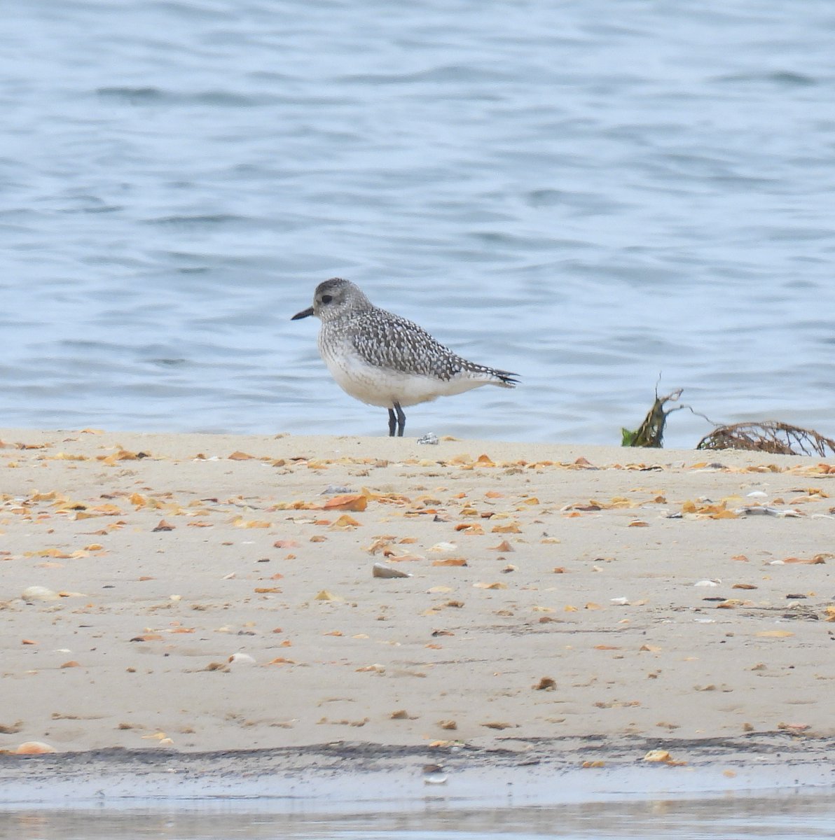 justine_dennett's tweet photo. lucky to see this Grey Plover at Studland today @harbourbirds @Natures_Voice @RSPBEngland @RSPBbirders @DorsetBirds https://t.co/FtDYp6Iwmb