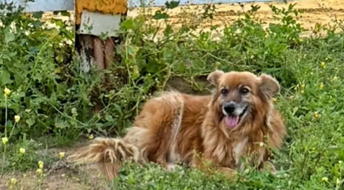 #Sevilla
#DYAGO, tiene 11 años y arrastra traumas pasados que nos muestran lo difícil que ha debido ser su vida.

Es un perro con miedo a las personas y, pese a que ha mejorado notablemente, en el refugio no puede seguir evolucionando.

Le cuesta acercarse a las personas, vemos