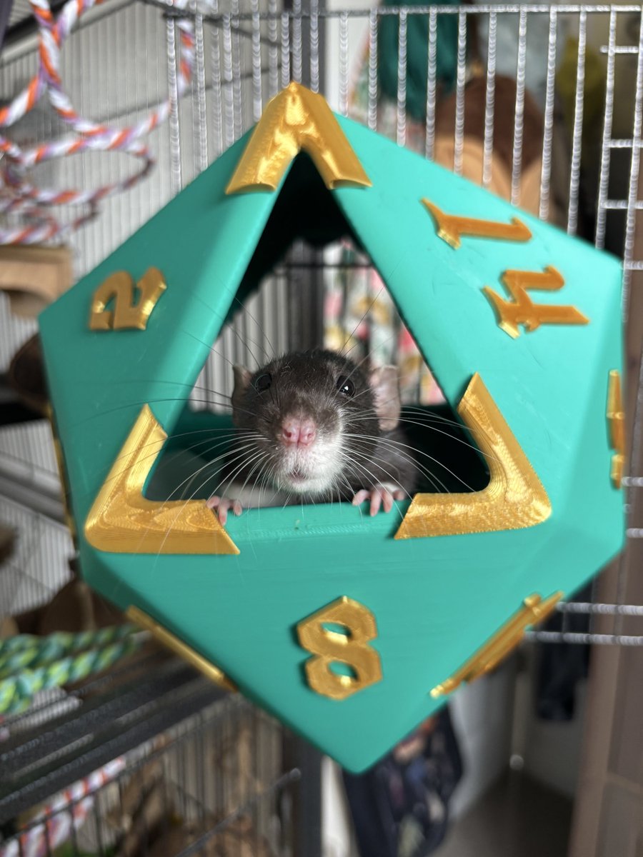 rat in a d20