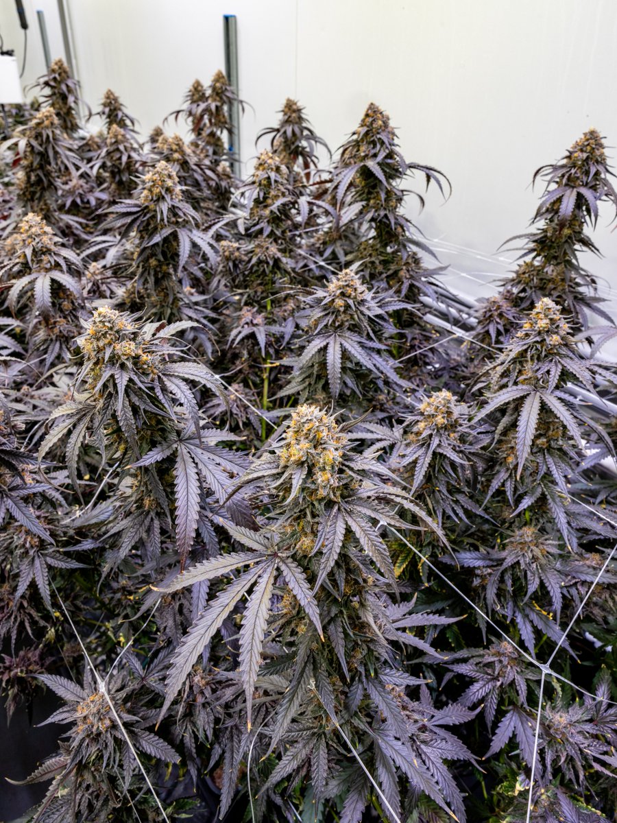 cookiesglobal's tweet image. Successful R&amp;amp;D on { Frozen Grapes } dropping soon ! What states should we bring this one to ? 🧊

Join the pheno hunt: bit.ly/42vQCu6