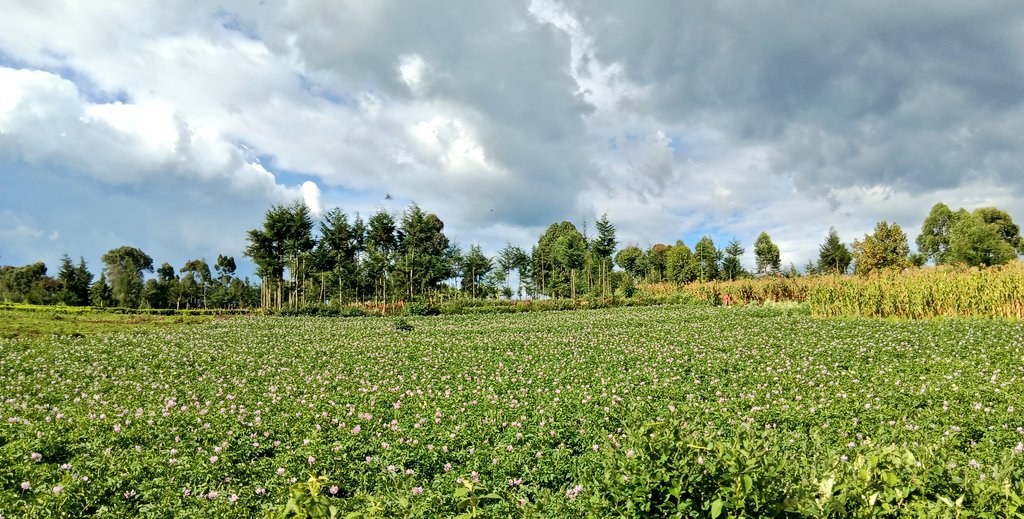 ckiprono_'s tweet image. Saturday view🌾
Ukulima si ushamba 😍
African Business 🌱 🌾 🚜 
@Roma25714505 @Kibet_bull