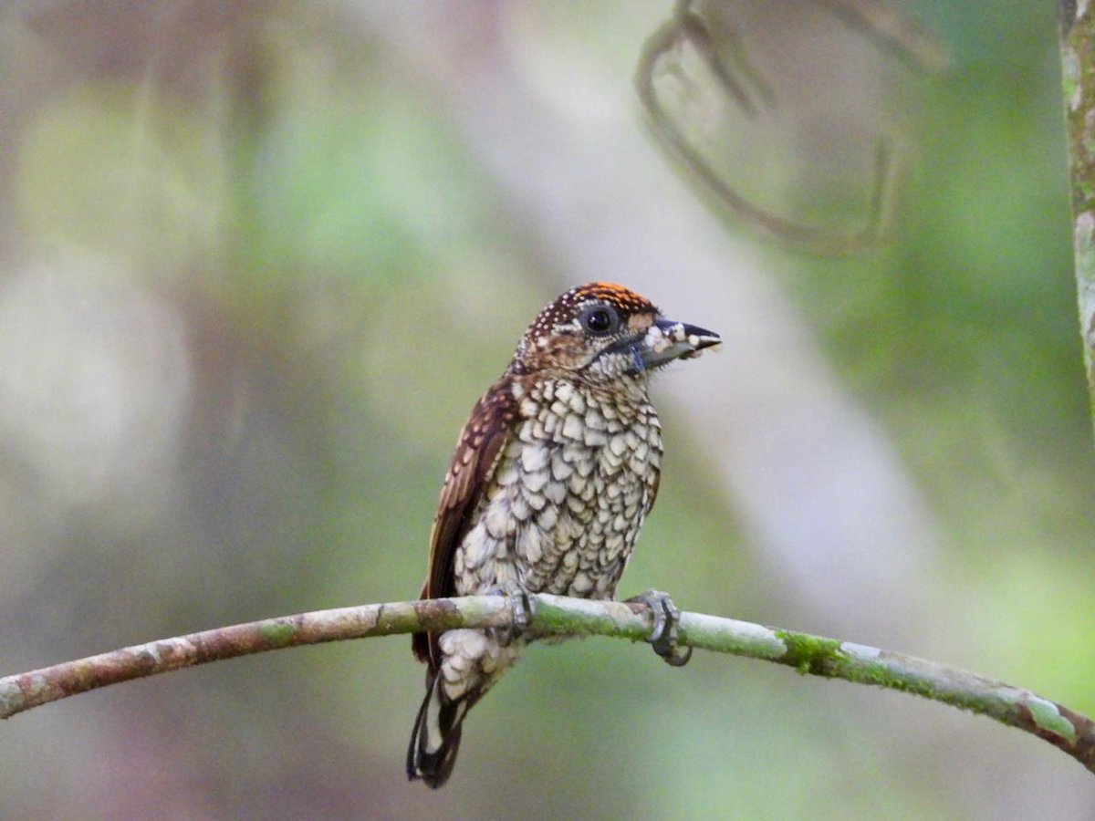 🌎🦜 En Barranca de Upía, Meta, la naturaleza fue la protagonista. Desde la plantación Guaicaramo, desde Fedepalma y empresas del sector nos unimos al #OctoberBigDay2025, una jornada mundial que celebra la diversidad de aves y promueve su conservación.

Más de 40 especies fueron