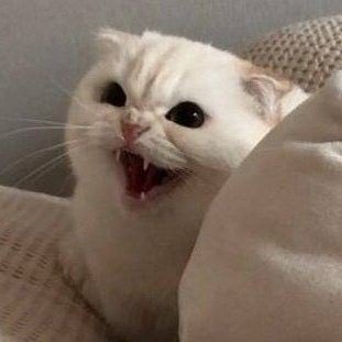 BittyCharm's tweet image. อย่าแม้แต่จะคิดที่จะกินหนุด้วย 💢