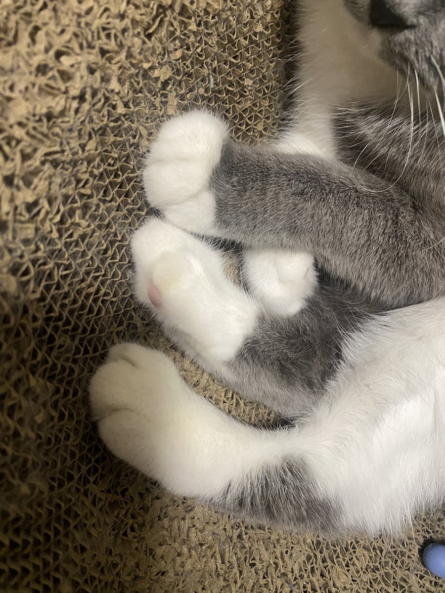 api_beer's tweet image. 晕脚了