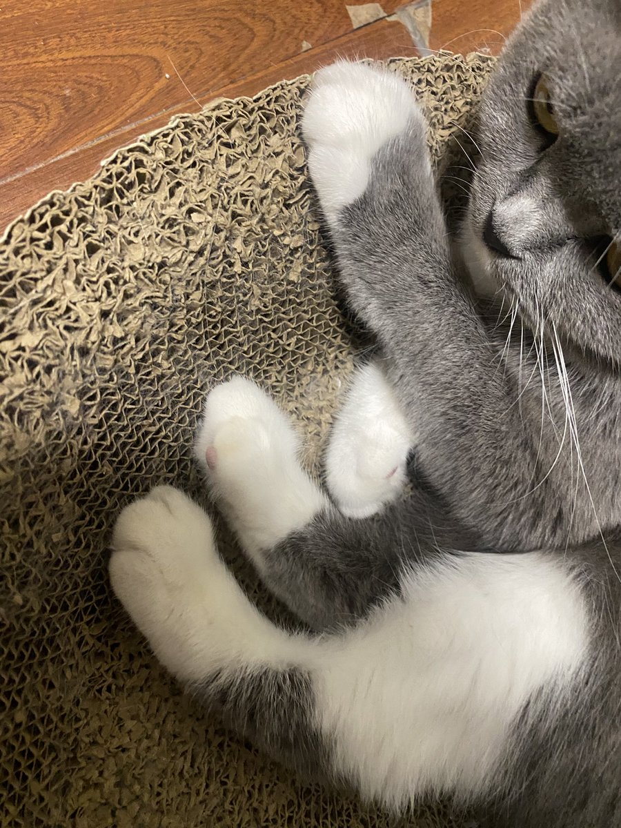 api_beer's tweet image. 晕脚了