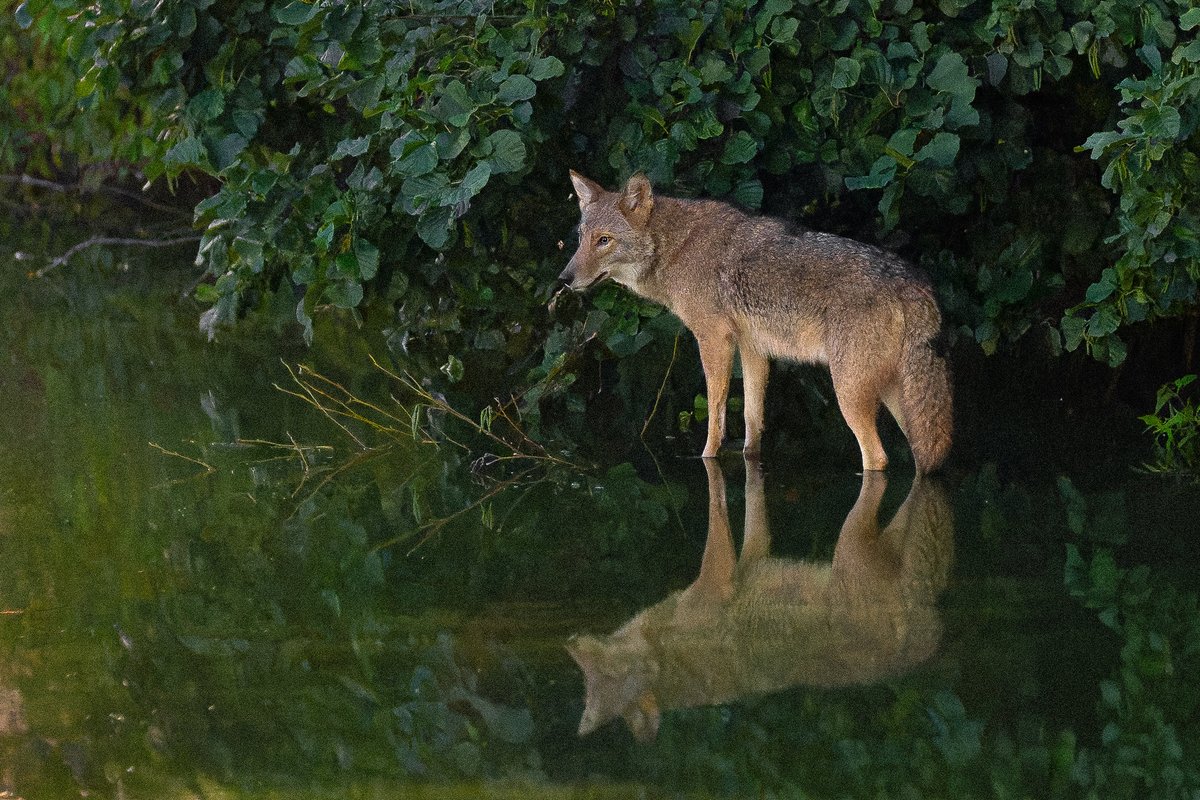 davidlei's tweet image. Romeo the Central Park coyote wading into the water with his reflection. A photo from the dog days of summer.

#CaptureCoexistence #birdcpp #nature