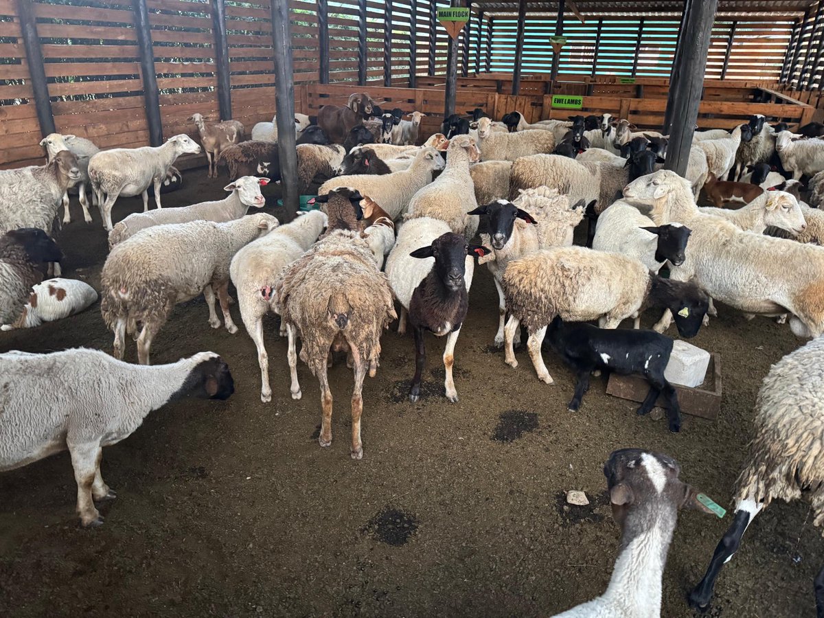 Jamwanda2's tweet image. MY AGRO-TOURISM VISION HAS NOW ASSUMED A PALPABLE FORM. WE ARE GETTING THERE SLOWLY, THANKS TO THE WHOLE TEAM!!!👏🏿👏🏿👏🏿👏🏿