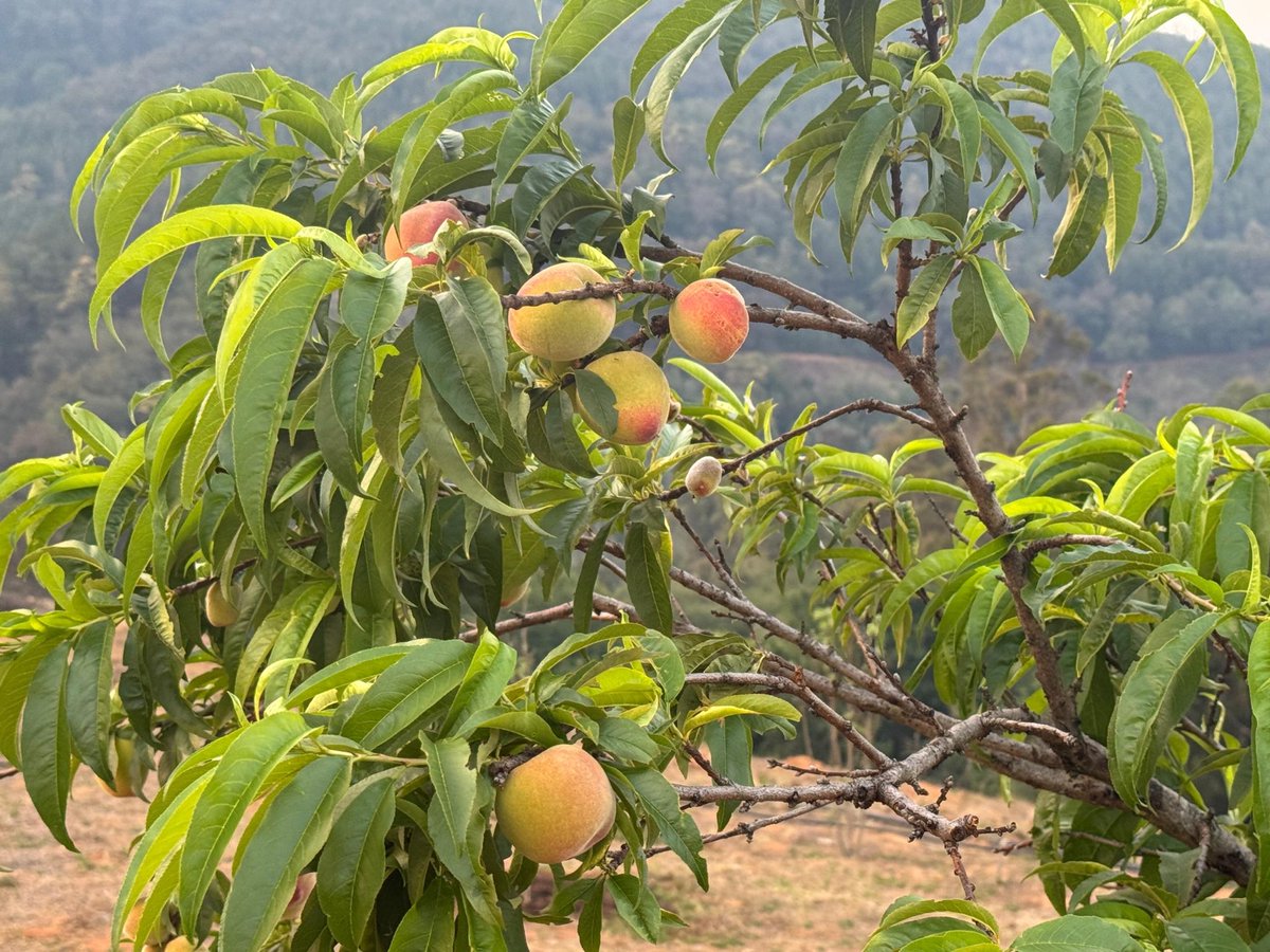 Jamwanda2's tweet image. MY AGRO-TOURISM VISION HAS NOW ASSUMED A PALPABLE FORM. WE ARE GETTING THERE SLOWLY, THANKS TO THE WHOLE TEAM!!!👏🏿👏🏿👏🏿👏🏿