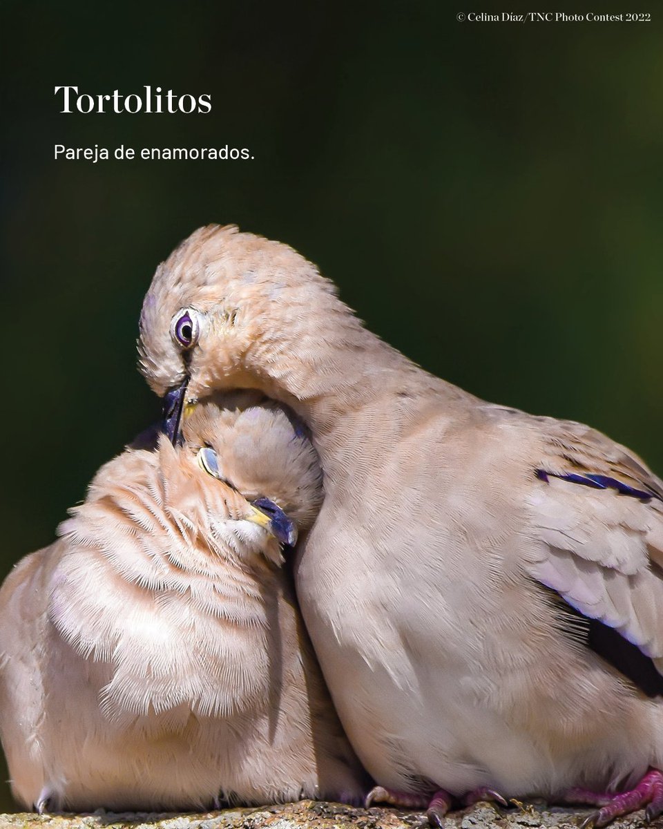 🌱 ¡Las palabras también pueden brotar!

Así como las plantas crecen y se expanden, algunas palabras que usamos todos los días tienen raíces en la naturaleza. 🍃 Seguro muchas de ellas ya están en tu lenguaje… ¡y ni lo sabías!