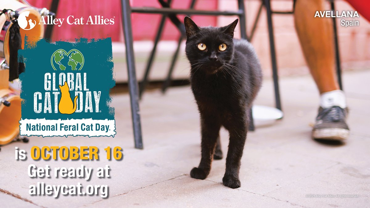 alleycatallies's tweet image. Action ideas for #GlobalCatDay &amp;amp; #NationalFeralCatDay—October 16:

🐈 Do #TNR
🐈 Build outdoor shelters for community cats
🐈 Hand out educational materials about cats
🐈 Contact your officials and ask them to support cat-friendly policies 

More ideas: GlobalCatDay.org/Take-Action