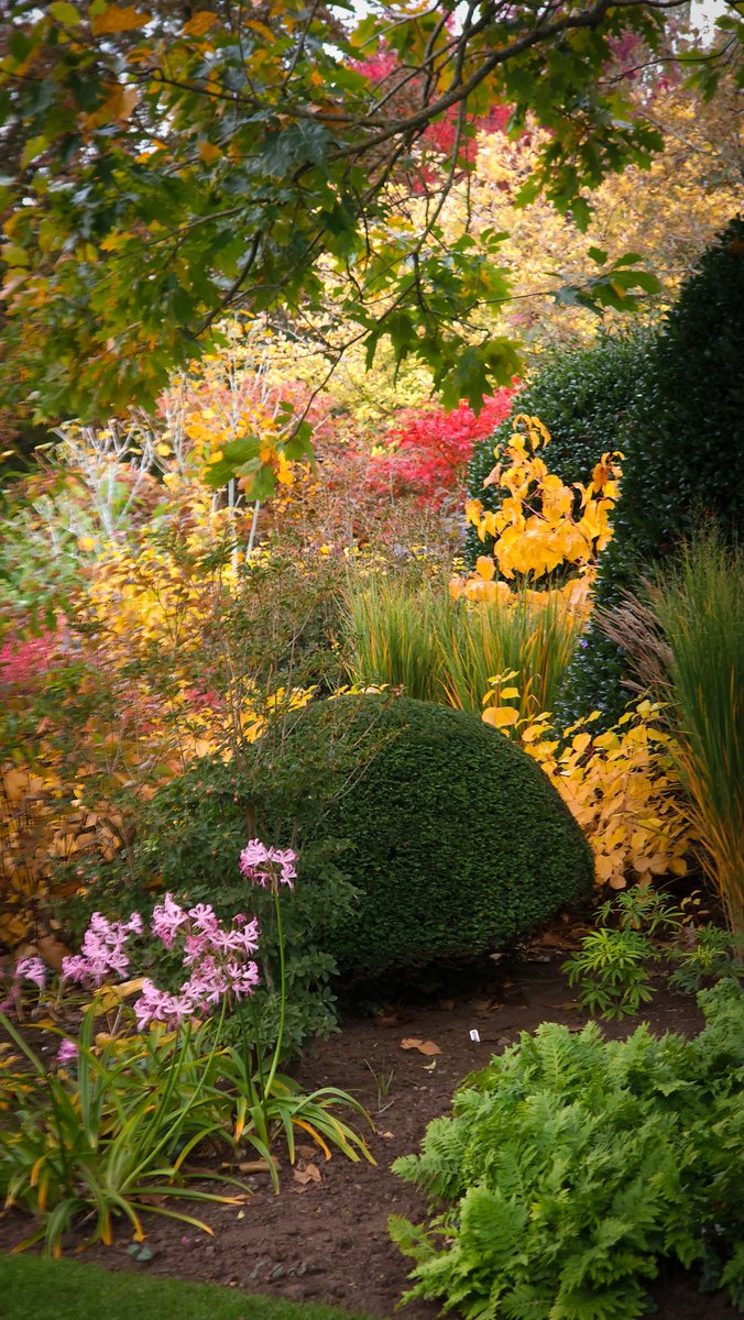 Looking into the end of the Autumn/Winter Bed. Acers, dogwoods and spindles are shown off to best effect when backed by dark, clipped yews and hollies. Nerines add a sprinkle of sugar pink which probably shouldn't work amongst all the drama but I think they do. <a href="/JohnsGardenAsh/">John's Garden</a>