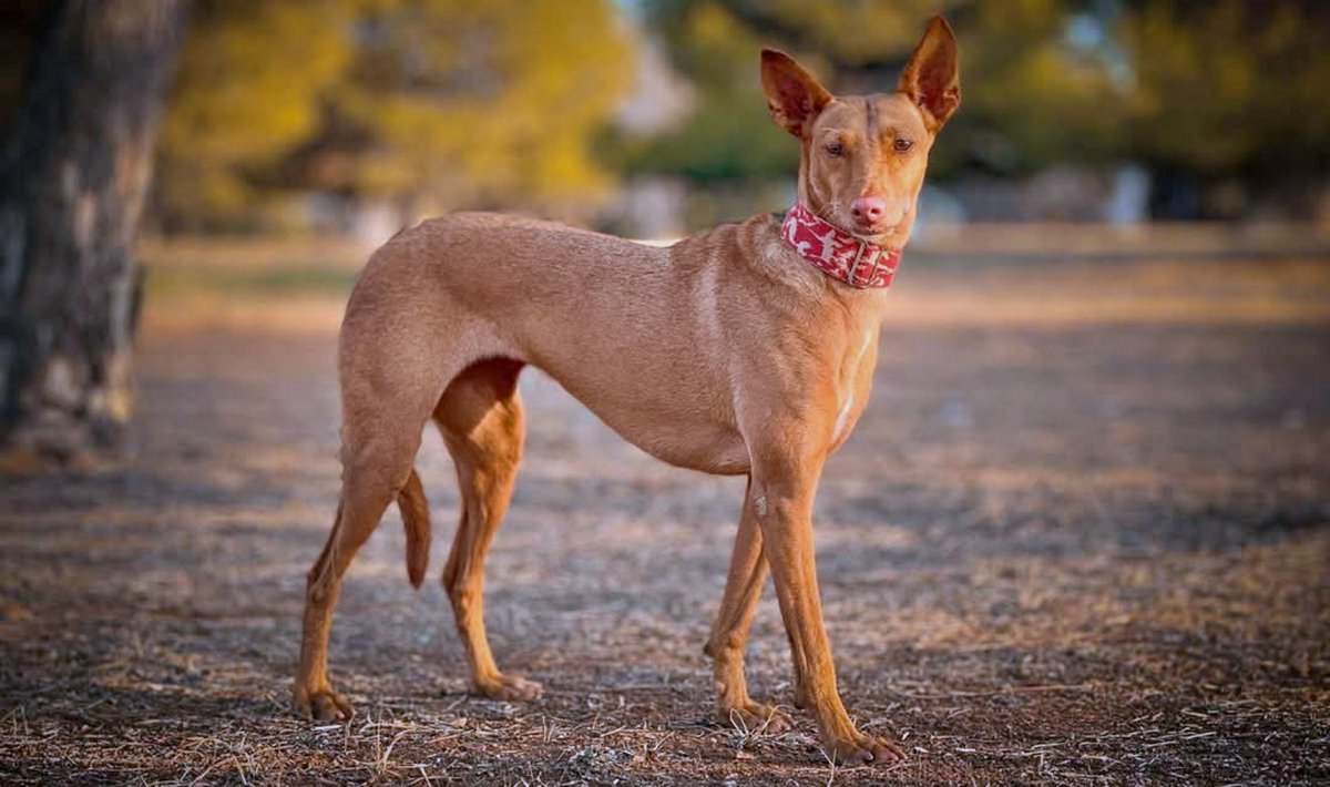 #Castellón
#GILDA, pesa 11 Kg y tiene solo 7 años y medio
Decir que es bellísima, súper elegante!!, es una obviedad innecesaria, pero además es muy buena perrita, sociable con personas y otros perros, a le encanta salir a dar paseos.

El único problema que tiene, es que es un