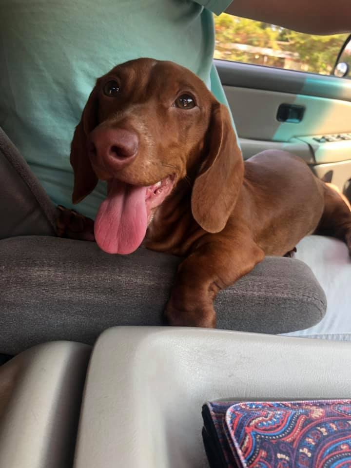 dachshundzones's tweet image. Dachshund Lovers ❤️❤️
#dachshund #dachshunds