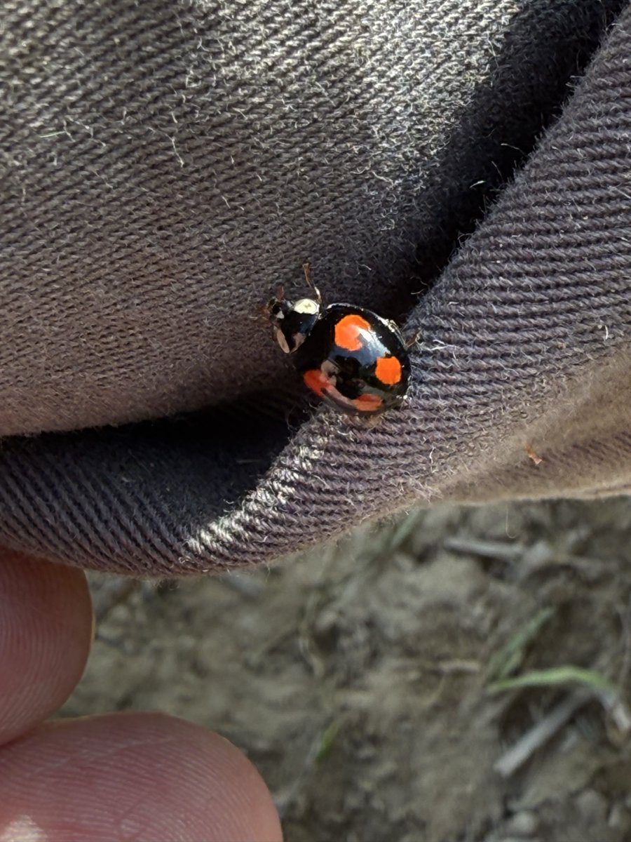 The Birds of Wintersett tweet media