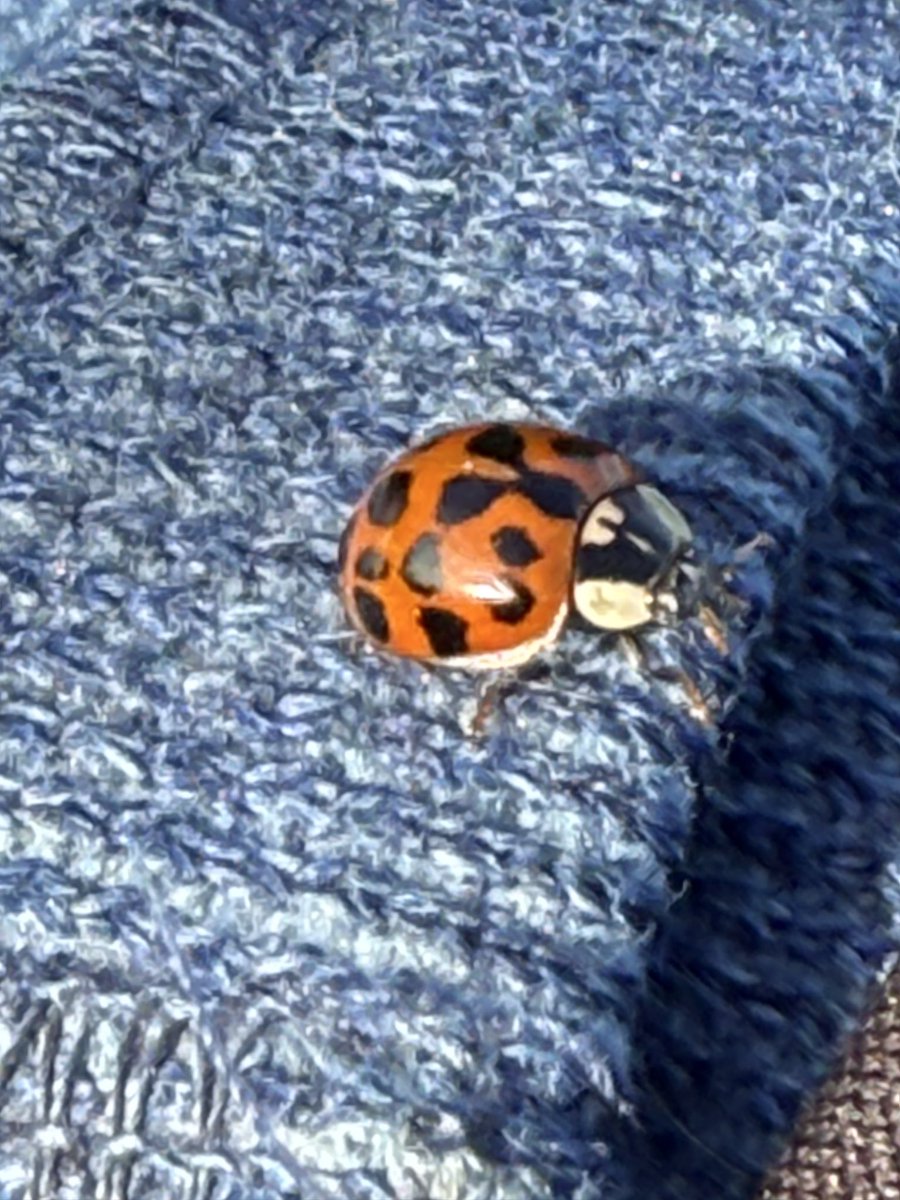 The Birds of Wintersett tweet media