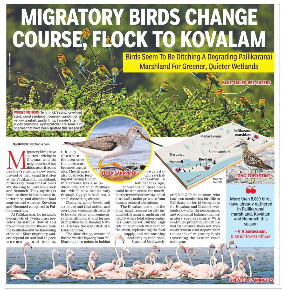 OMRupdates's tweet image. Birds ditch Pallikaranai 
prefers #ECR Kovalam