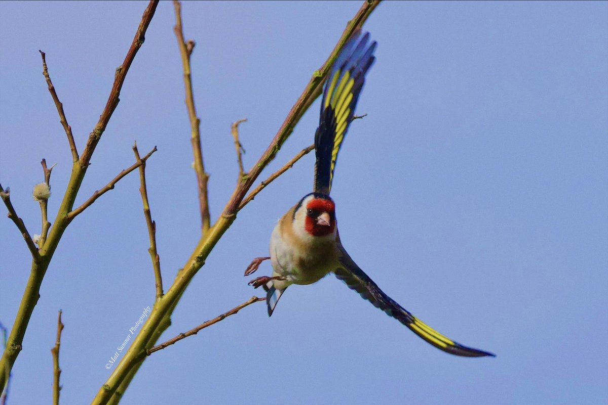 Matt_S_1982's tweet image. Goldfinch #rspb #birds #birdsuk #photograghy