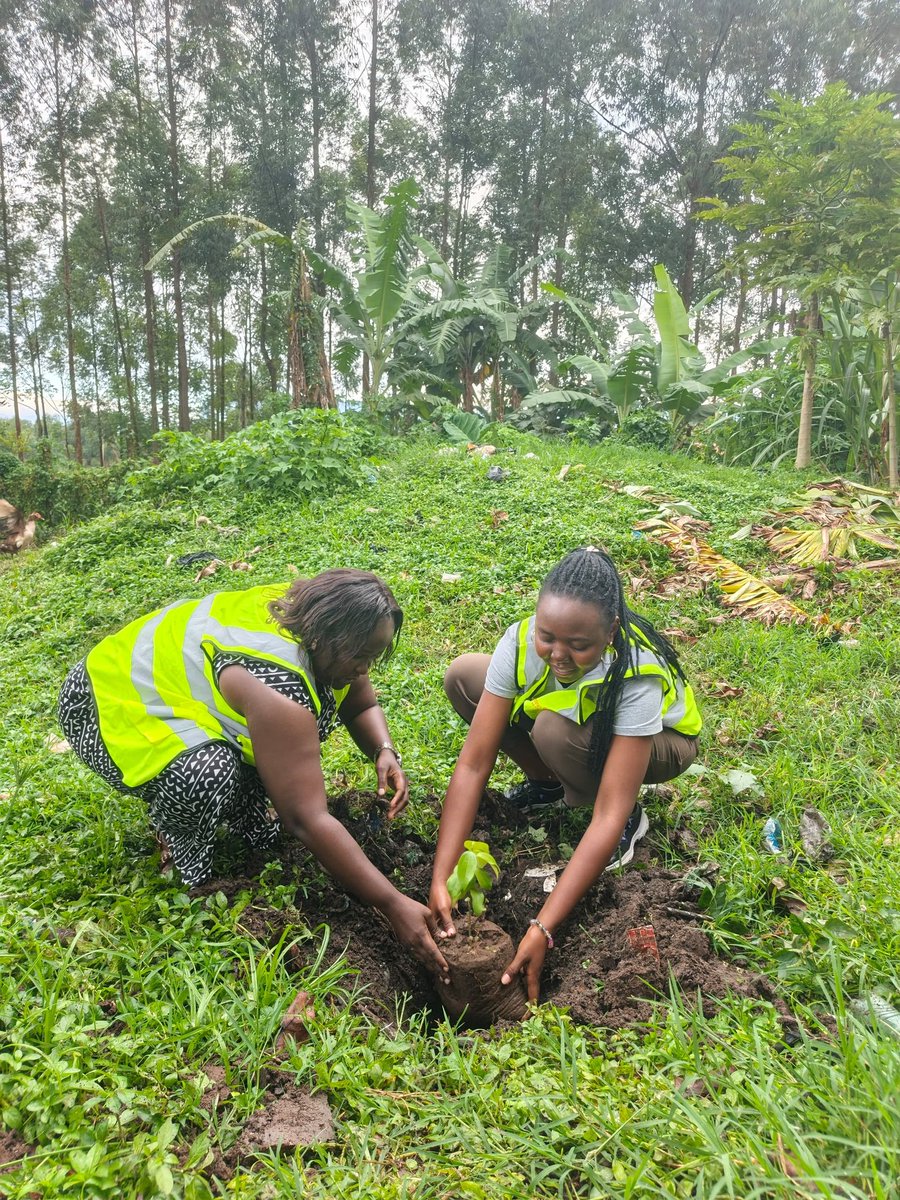 Planting fruit trees and other trees at schools to provide shade, improve the learning environment, and offer a nutritional supplement for students and communities is one of Rotary's School based tree planting invitive program. 
#DRRvisit
#Elgonians
#interactclubofmtMasaba