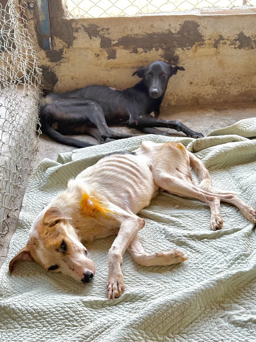 Tahira Animal Welfare Foundation - TAWF tweet media