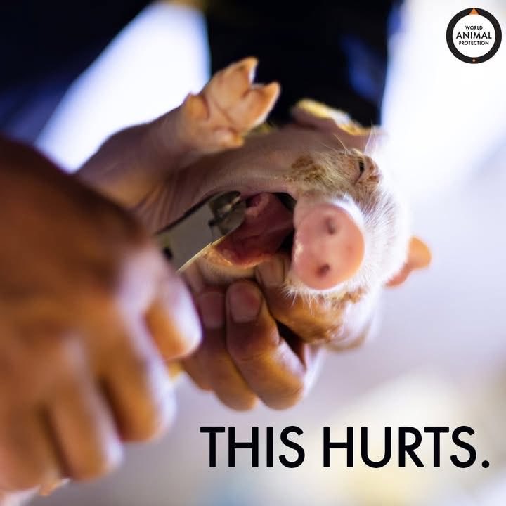 In their first week of life, piglets are forced to endure painful mutilations, often without pain relief.

This includes their tails being cut off, their ears being notched to identify them, their teeth being clipped and males being castrated. 🐷💔 💔 #NoFutureInFactoryFarming