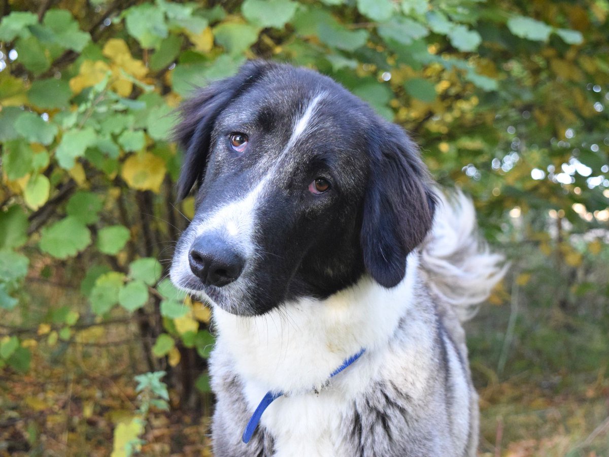 DT_WestLondon's tweet image. #TurkishKangal Sarah is a big girl with the heart to match 💛

This lovely girl has been reserved and we couldn&apos;t be happier, everyone wish her good luck!

#Adoption #Rescue