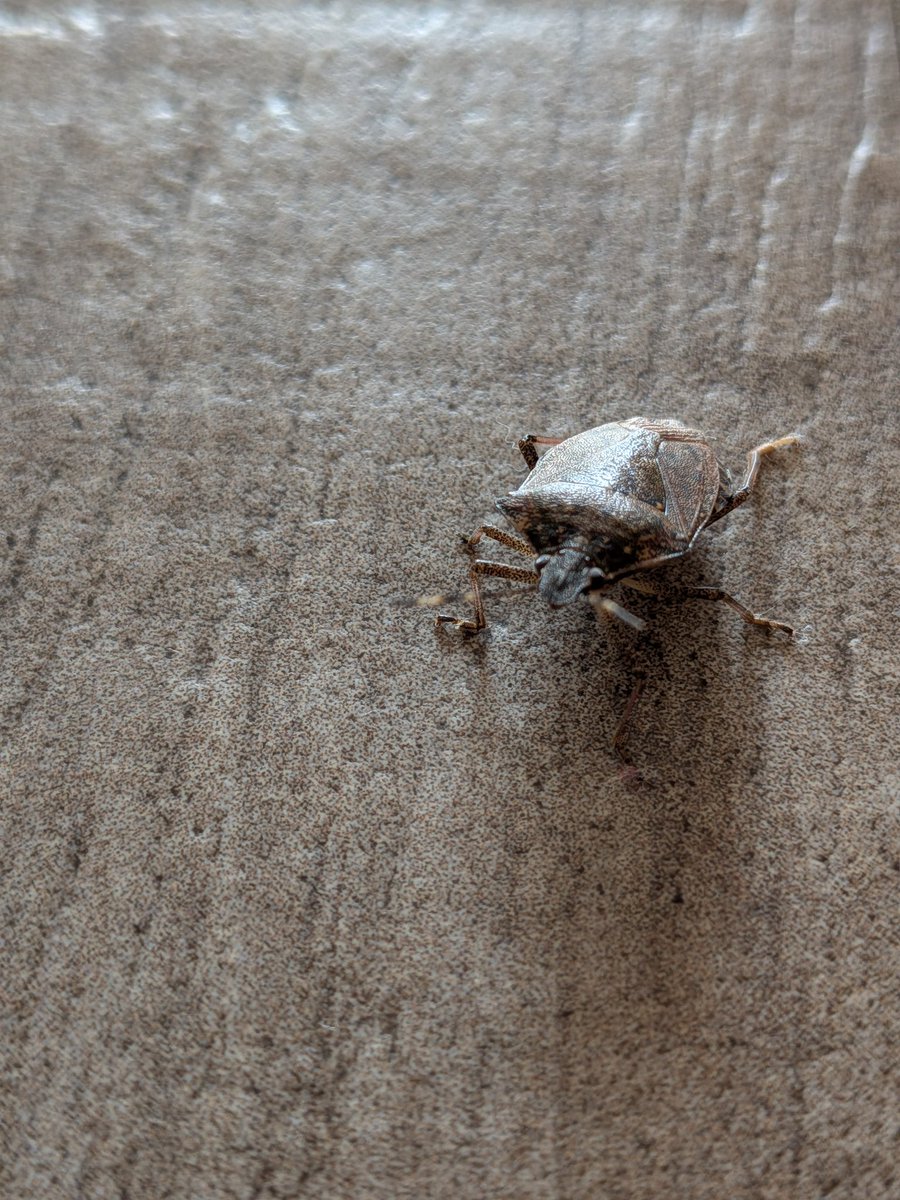 peter pančur tweet media