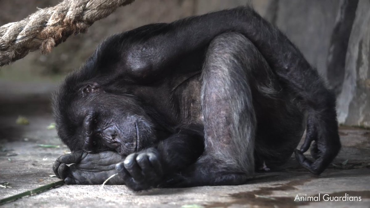 prensaanimal4's tweet photo. #grandessimios
🧑🎓🧑🎓España abordará la Ley de Grandes Simios🐵🐵🐒🐒🐒🐒🐒
El ministro Pablo Bustinduy recibirá a Proyecto Gran Simio y la Fundación Animal Guardians para abordar la Ley de Grandes Simios
👉https://t.co/qVlX8sI0BE
@proyectogransimio
#noesclavitudanimal
@destacar https://t.co/jXf8H0mq8F