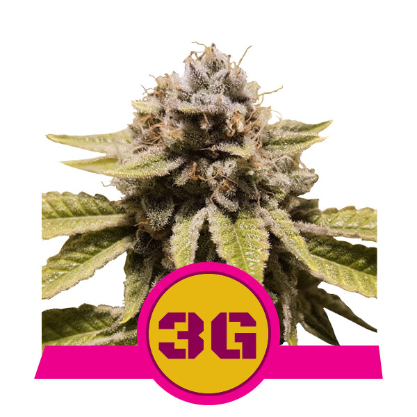 ToroGrow's tweet photo. Royal Queen Seeds - Triple G (fem.) https://t.co/BMhdn66Aij #гроушоп #TG #Seeds #ToroGrowshop #Growshop #torogrow #каннабис #семена #Cannabis https://t.co/xgW3OGliFM