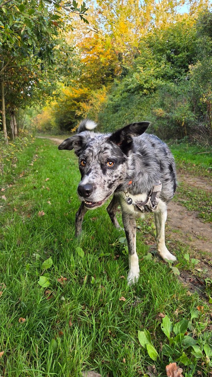 Scruffy_Collie's tweet image. Autumn walkies are my favourite! 🍂 🐾 #BorderCollie