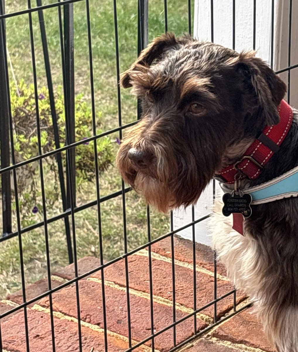 CompactK9Rescue's tweet image. 🐾 Meet Christian 🐾
This handsome 6-year-old Miniature Schnauzer may be small at 15 pounds, but his heart is huge. Christian came to us in July from a hoarding situation in Pennsylvania, and while his past wasn’t easy, he’s shown incredible strength and resilience.

Christian is…