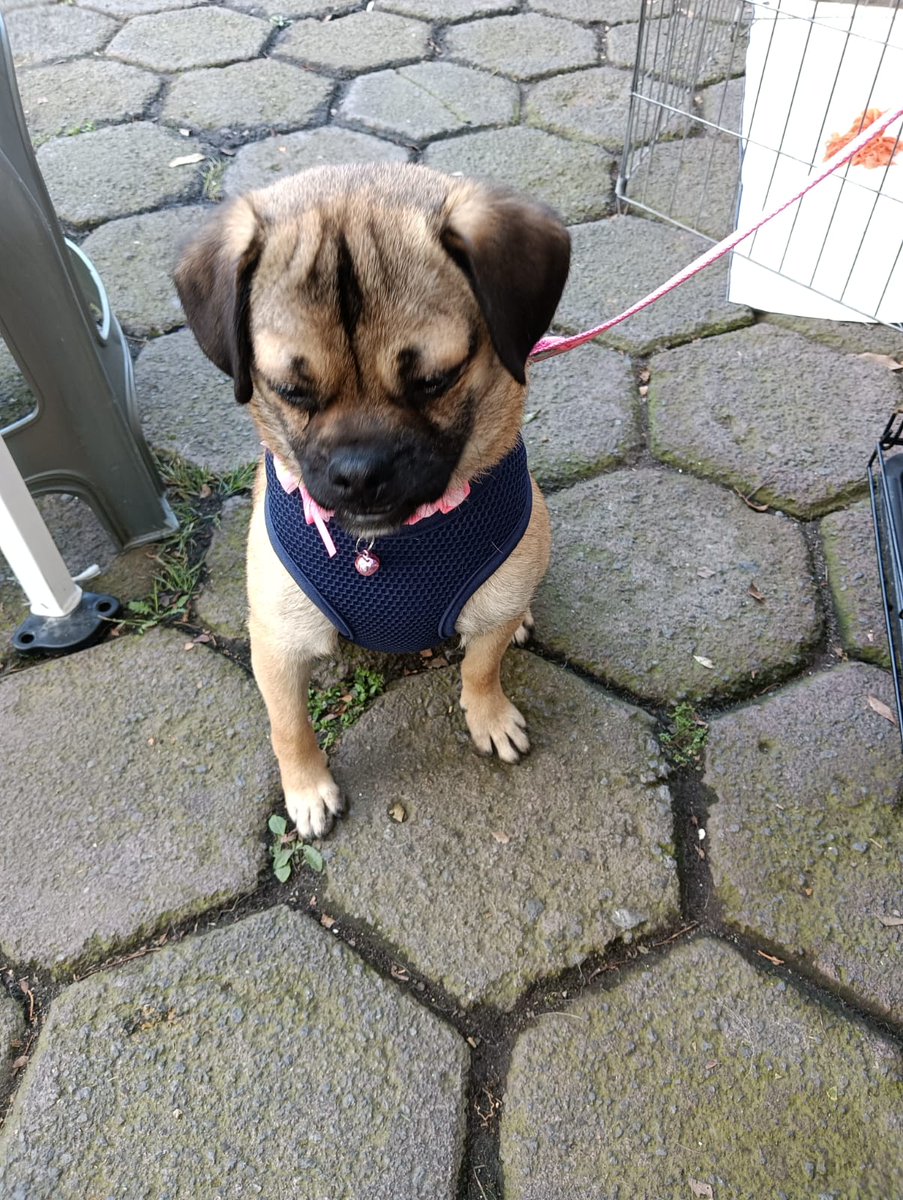 Urge una familia para esta pequeña , tiene 2 años aprox, talla chica, super tranquila 
Wats 5548724347
#AdoptaNoCompres